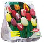 Baltus Tulipa Darwin Mix tulpen bloembollen per 12 stuks